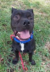 Shelter Stray Male Dog last seen Near BLOCK NW 24 AV, FORT LAUDERDALE FL 33311, Davie, FL 33312
