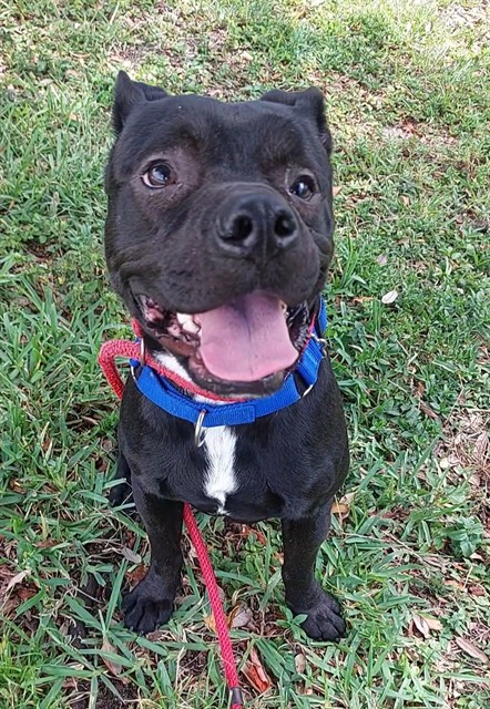 Shelter Stray Male Dog last seen Near BLOCK NW 24 AV, FORT LAUDERDALE FL 33311, Davie, FL 33312