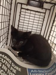 Shelter Stray Male Cat last seen Near BLOCK NW 33 AV, LAUDERHILL FL 33311, Davie, FL 33312