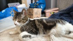 Lost Female Cat last seen Near ave and 95st , Edmonton, AB T6C 3X3