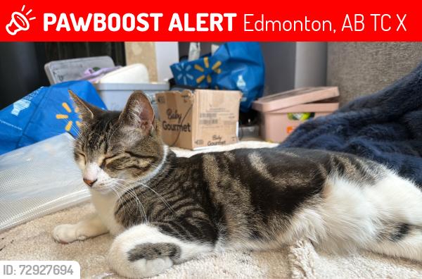 Lost Female Cat last seen Near ave and 95st, Edmonton, AB T6C 3X3