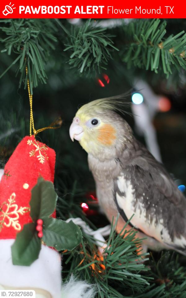Lost Male Bird last seen Near Stapleton St Flower Mound, TX  75028 United States, Flower Mound, TX 75028