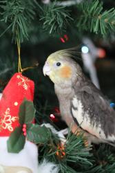 Lost Male Bird last seen Near Stapleton St Flower Mound, TX  75028 United States, Flower Mound, TX 75028