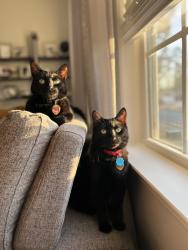 Lost Female Cat last seen Near whitcombe st 35758, Madison, AL 35758