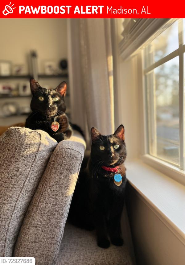 Lost Female Cat last seen Near whitcombe st 35758, Madison, AL 35758