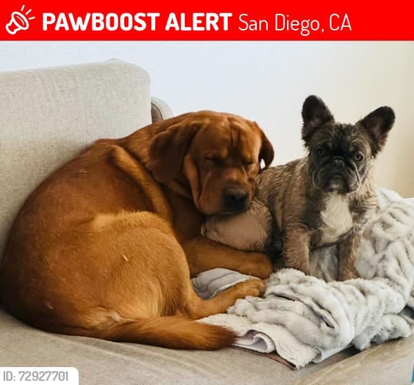 Lost Male Dog last seen Ted Williams parkway, San Diego, CA 92128