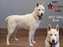 Shelter Stray Male Dog last seen , Los Angeles, CA 90047