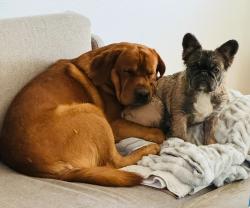 Lost Male Dog last seen Ted Williams parkway, San Diego, CA 92128