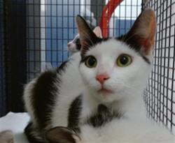 Shelter Stray Female Cat last seen Near BLOCK HIALRAH DR, Doral, FL 33122