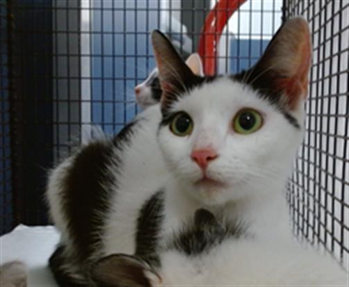 Shelter Stray Female Cat last seen Near BLOCK HIALRAH DR, Doral, FL 33122
