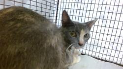 Shelter Stray Female Cat last seen Near BLOCK HIALRAH DR, Doral, FL 33122