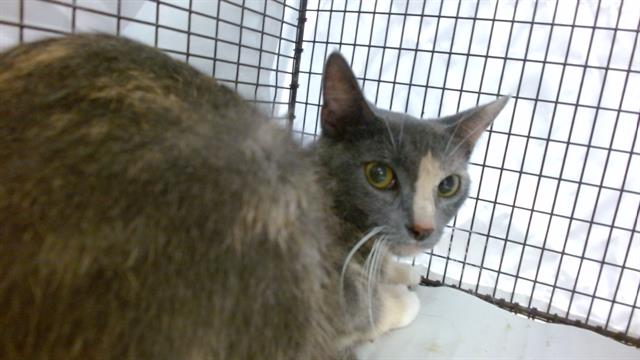 Shelter Stray Female Cat last seen Near BLOCK HIALRAH DR, Doral, FL 33122