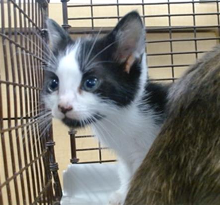 Shelter Stray Male Cat last seen Near BLOCK HIALRAH DR, Doral, FL 33122