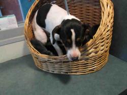 Shelter Stray Male Dog last seen , Chatsworth, CA 91311