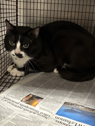 Shelter Stray Male Cat last seen , Chatsworth, CA 91311