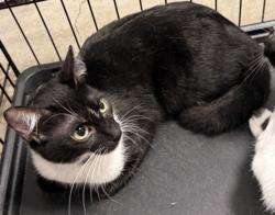Shelter Stray Male Cat last seen , Chatsworth, CA 91311