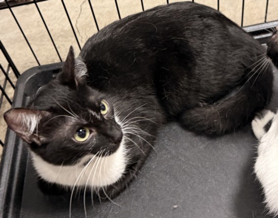 Shelter Stray Male Cat last seen , Chatsworth, CA 91311