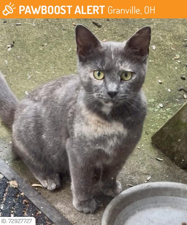 Found/Stray Unknown Cat last seen W maple st, Granville, OH 43023