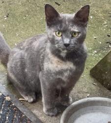 Found/Stray Unknown Cat last seen W maple st, Granville, OH 43023