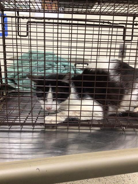 Shelter Stray Female Cat last seen Near BLOCK IVY ST, Brighton, CO 80601