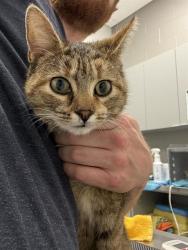 Shelter Stray Female Cat last seen Near , Indianapolis, IN 46221