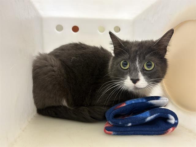 Shelter Stray Female Cat last seen Near BLOCK S 84TH ST, Milwaukee, WI 53215
