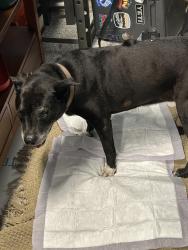 Reunited Female Dog last seen Highway 221 , Woodruff, SC 29388