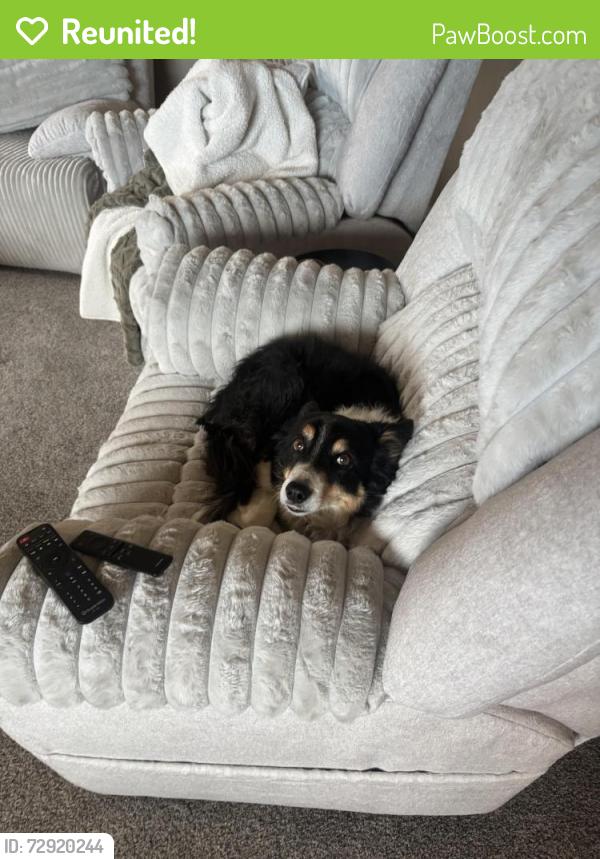 Reunited Female Dog last seen Near in Fox Ridge, Severance, CO 80550