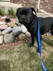Reunited Unknown Dog last seen Fultondale Circle and Arizona Place, Aurora, CO 80018