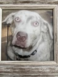 Lost Female Dog last seen Leesville Golf Course , Leesville, LA 71446