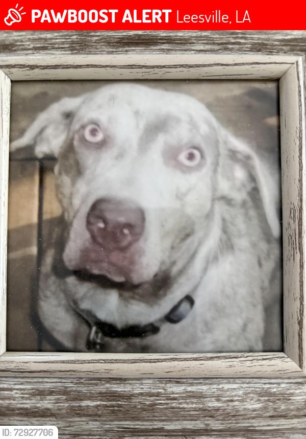 Lost Female Dog last seen Leesville Golf Course , Leesville, LA 71446