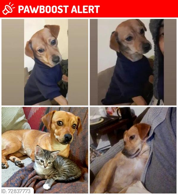 Lost Male Dog last seen Homalco Indian Band, Campbell River, BC V9H 1G6