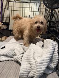 Found/Stray Female Dog last seen Central and Howard, Chino, CA 91710