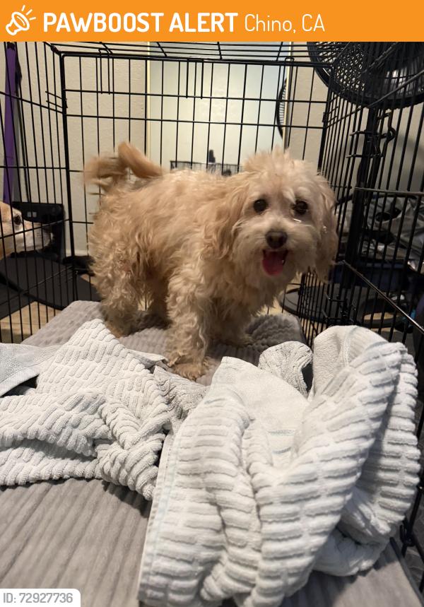 Found/Stray Female Dog last seen Central and Howard, Chino, CA 91710