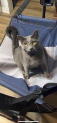 Lost Male Cat last seen 22nd street, 21st street , Springfield, OR 97477