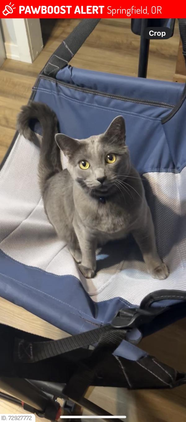 Lost Male Cat last seen 22nd street, 21st street , Springfield, OR 97477
