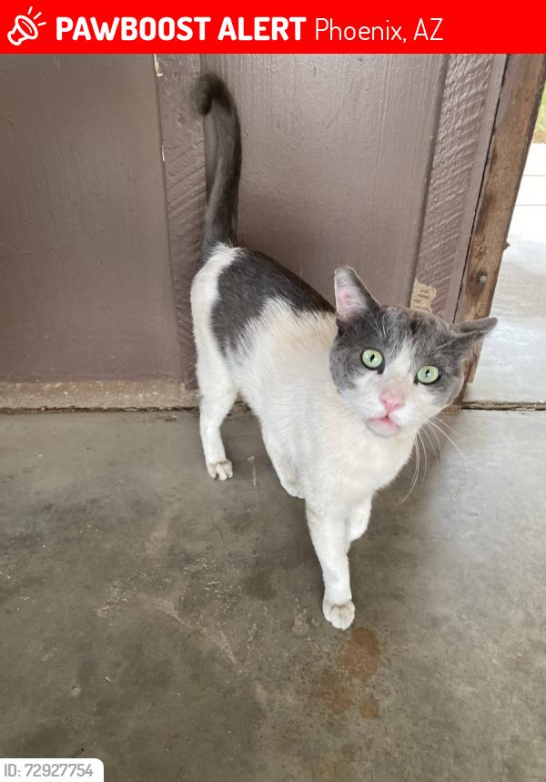 Lost Male Cat last seen 39TH AVE & MARLETTE, Phoenix, AZ 85019