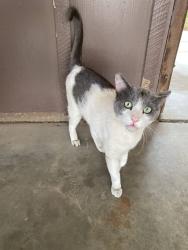 Lost Male Cat last seen 39TH AVE & MARLETTE, Phoenix, AZ 85019
