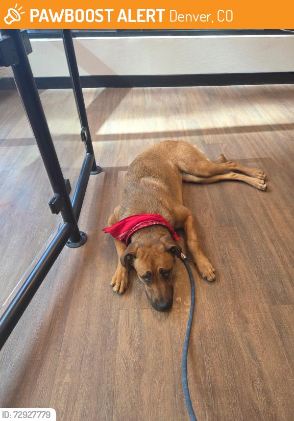 Found/Stray Female Dog last seen 11th and Acoma, Denver, CO 80204