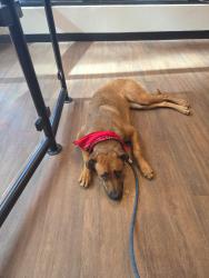Found/Stray Female Dog last seen 11th and Acoma, Denver, CO 80204