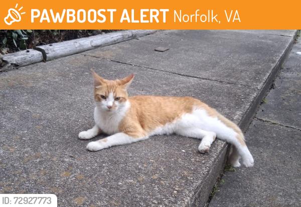Found/Stray Unknown Cat last seen am Ave/ODU children’s research and learning center, Norfolk, VA 23508