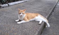 Found/Stray Unknown Cat last seen am Ave/ODU children’s research and learning center, Norfolk, VA 23508