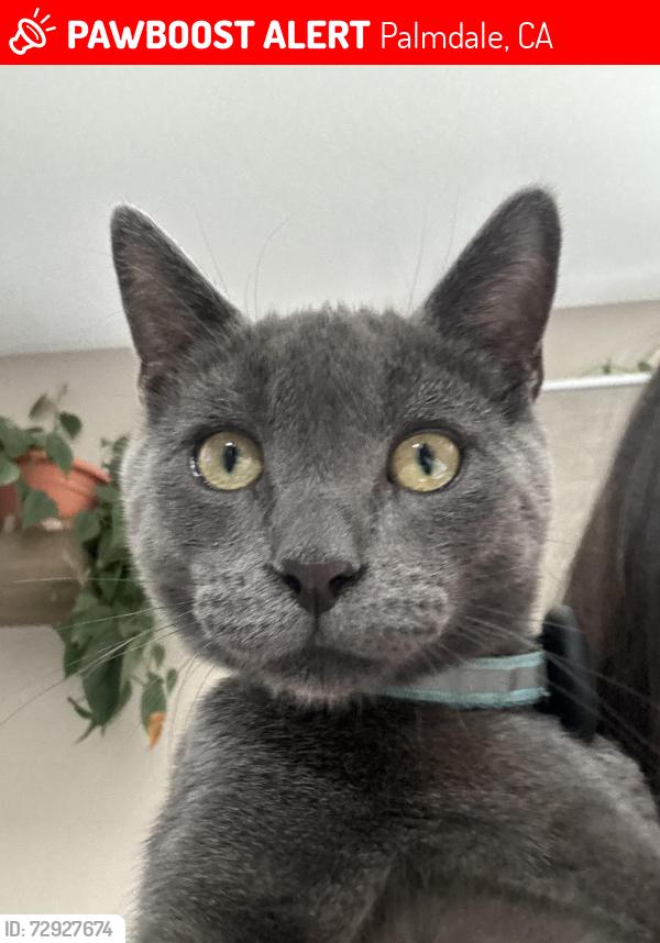 Lost Male Cat last seen Cantara Dr, Palmdale, CA 93550