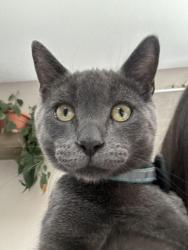 Lost Male Cat last seen Cantara Dr, Palmdale, CA 93550