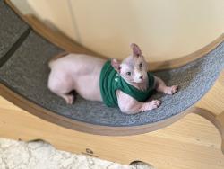 Reunited Male Cat last seen Near bronson way ne, Renton, WA 98056