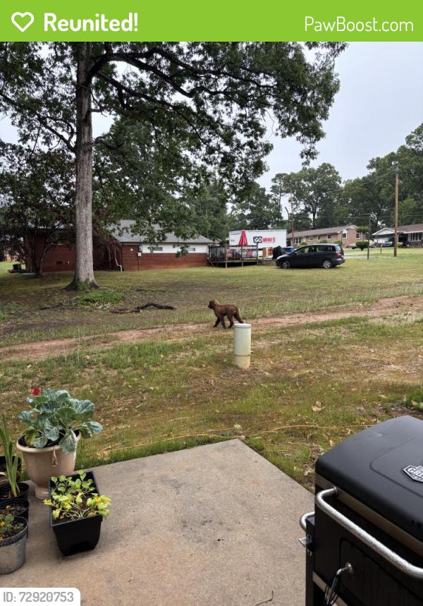 Reunited Unknown Dog last seen 22nd street NE close to McDonald pkwy and highland ave, Hickory, NC 28601
