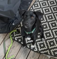 Found/Stray Female Dog last seen Raven rock state park, Lillington, NC 27546