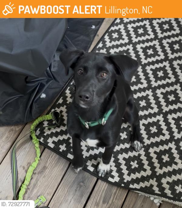 Found/Stray Female Dog last seen Raven rock state park, Lillington, NC 27546