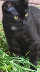 Reunited Male Cat last seen West Ave and Arroya Vista Dr, San Antonio, TX 78213