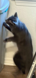 Reunited Male Cat last seen Sheridan, Arvada, CO 80003